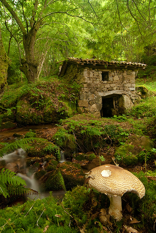 Composición fotográfica en primavera con una seta lepiota en primer plano y al fondo el molino de Corroriu y el río lateral cerrando la fotografía.