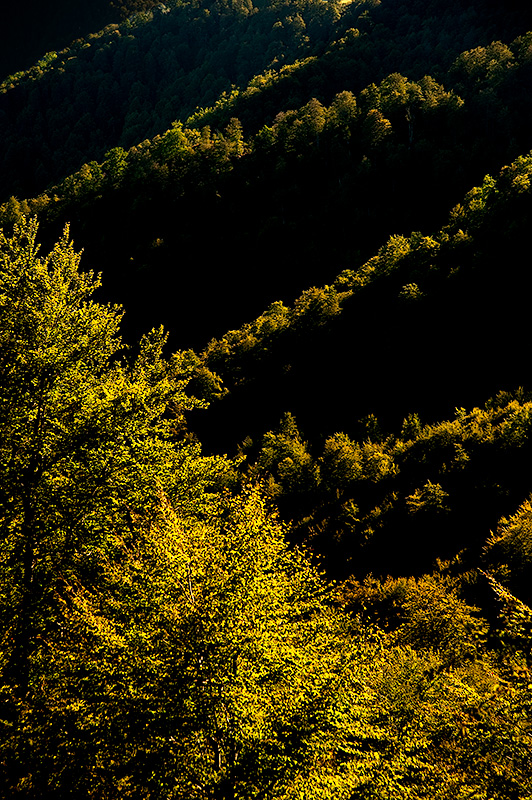 Primavera en el bosque de Peloño en el Parque Natural de Ponga en Asturias. Los valles cubiertos de hayas se cubren de un verde brillante.