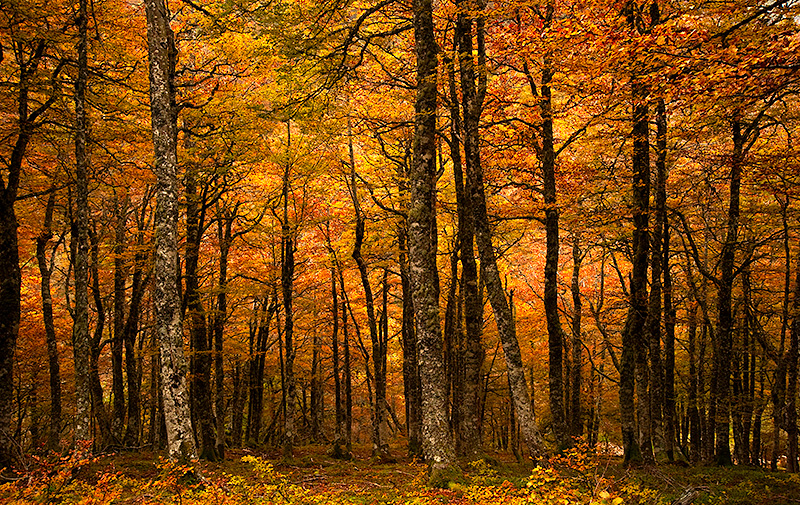 Otoño en el bosque de La Salguerosa en el Parque Natural de Ponga. Asturias. Los colores anarajandos de las hojas envuelven todo el paisaje del bosque.