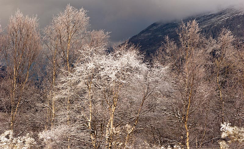 Abedular en el paisaje nevado del bosque La Grande en el Parque Natural Las Ubiñas-La Mesa.