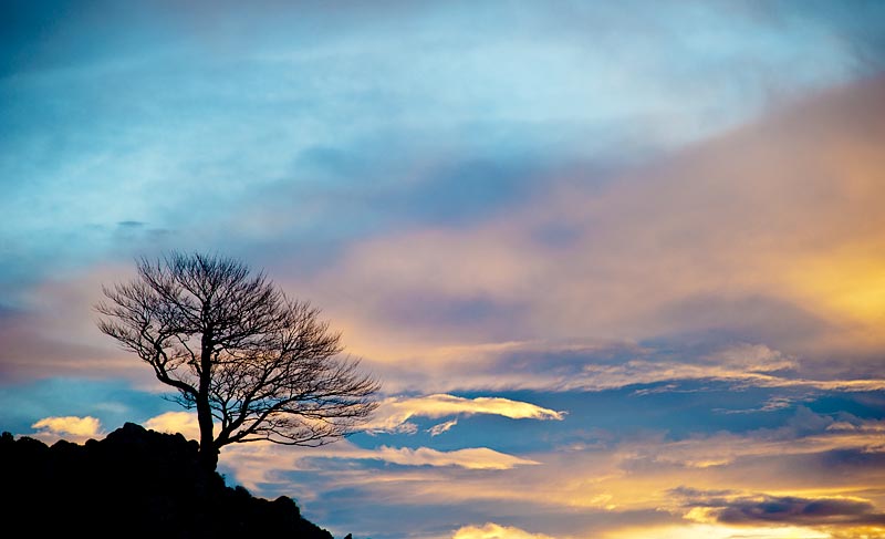árbol en el invierno solitario en el momento del atardecer con el cielo azul y las nubes de colores amarillos en la Cordillera Cantábrica. Asturias