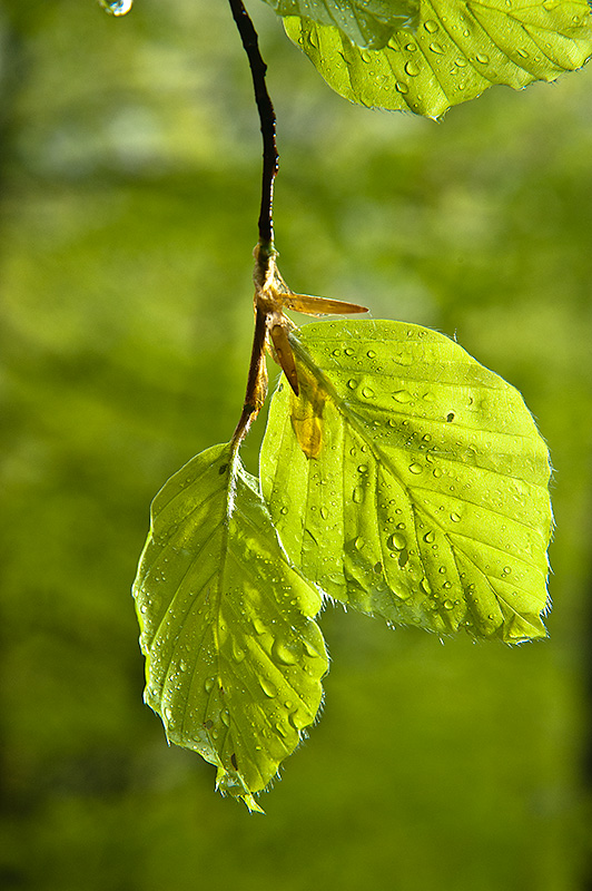 Hoja de hayedo nueva en la primavera del Parque Natural de Redes. Asturias.