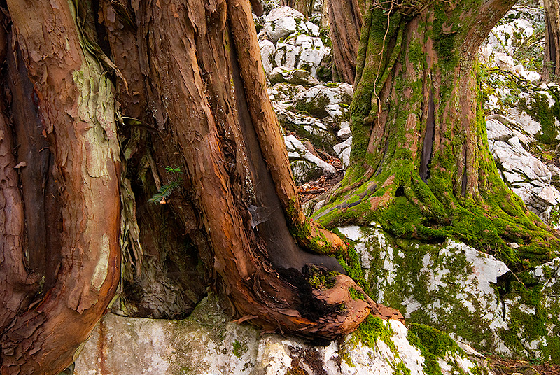 Tejos en el Paisaje Protegido de la Sierra del Sueve, en Asturias.