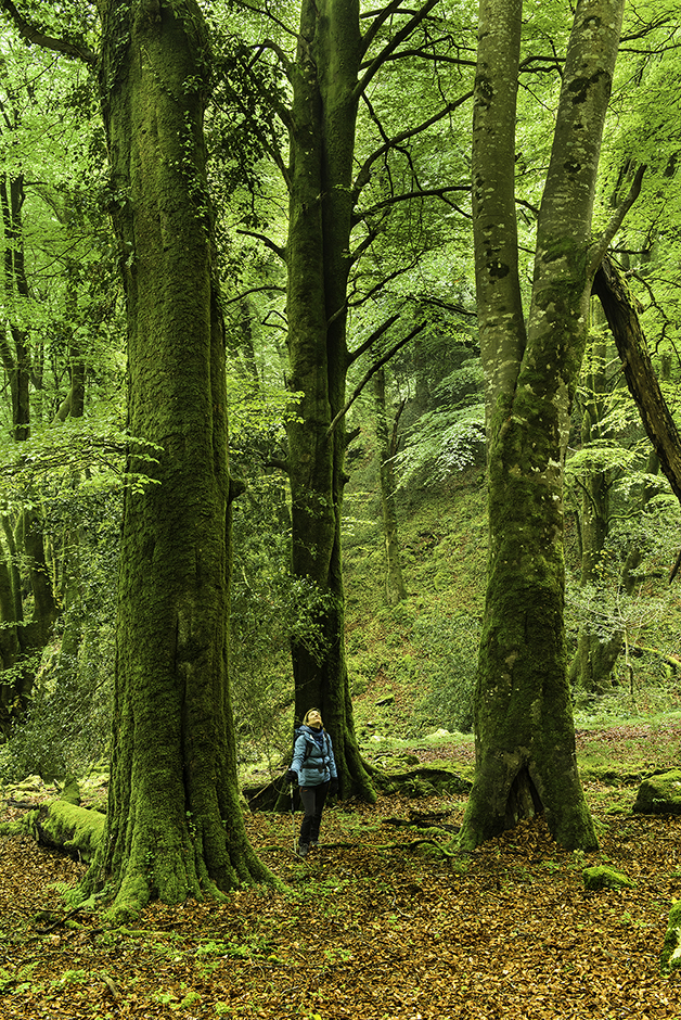 Imagen de bosque de la Biescona de la Toya. Hayas y una senderista. Sierra del Sueve. Asturias. Julio Herrera. Tonos verdes intensos del bosque y amarillos en el suelo.