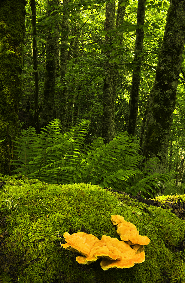 Imagen de bosque de Monaterio. Árboles, helechos, musgo y hongos. Parque natural de Fuentes de Narcea, Degaña e Ibias. Asturias. Julio Herrera. Tonos amarillos del hongo y tonos verdes intensos del bosque en primavera