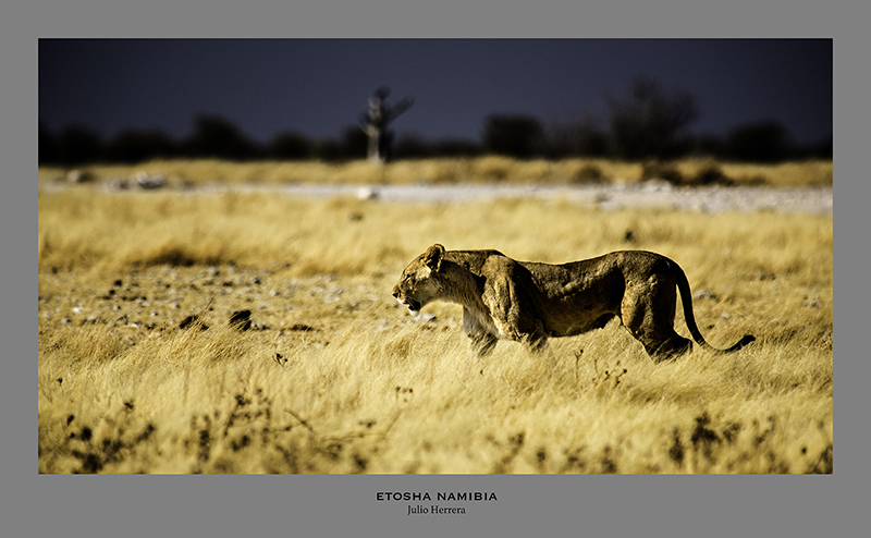 Etosha National Park. Namibia.