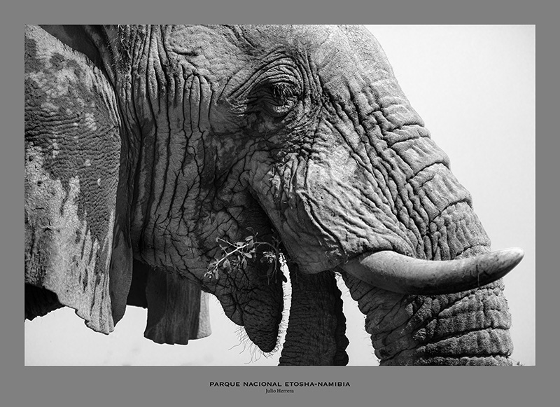 Elefante Etosha National Park. Namibia.