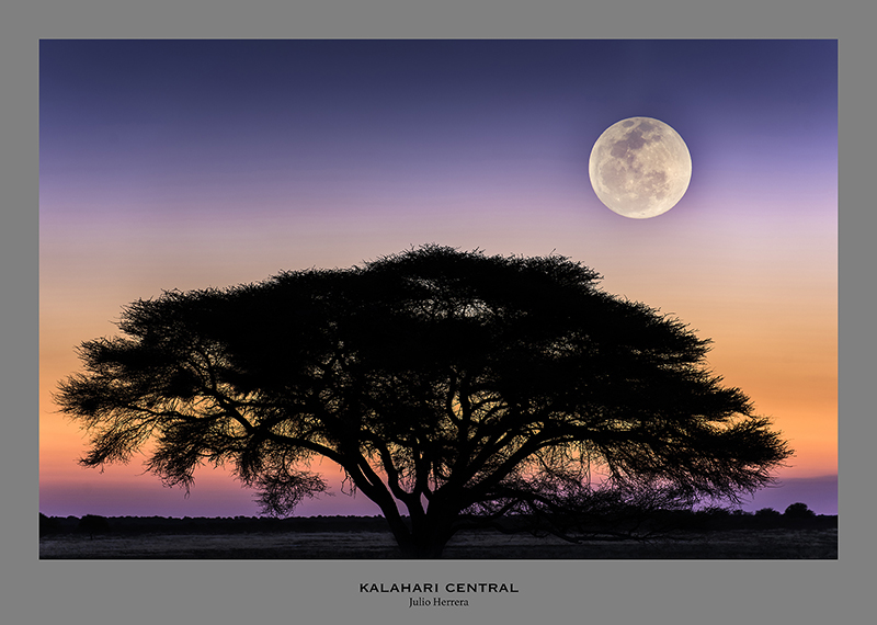 Desierto de Kalahari Central. Namibia, Sudafrica y Boswana.