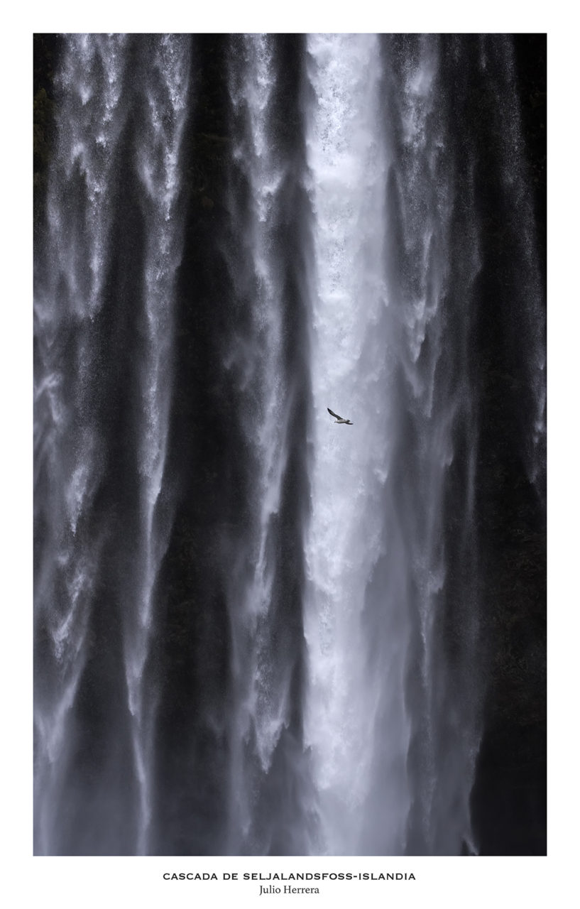 Cascada de Seljalandsfoss, Islandia con ave volando