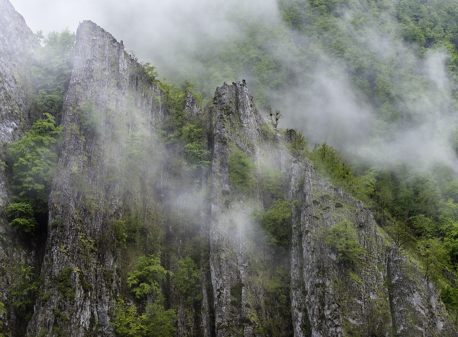 La niebla envuelve el bosque de Vegabaxu en el Parque Natural de Redes. Asturias.