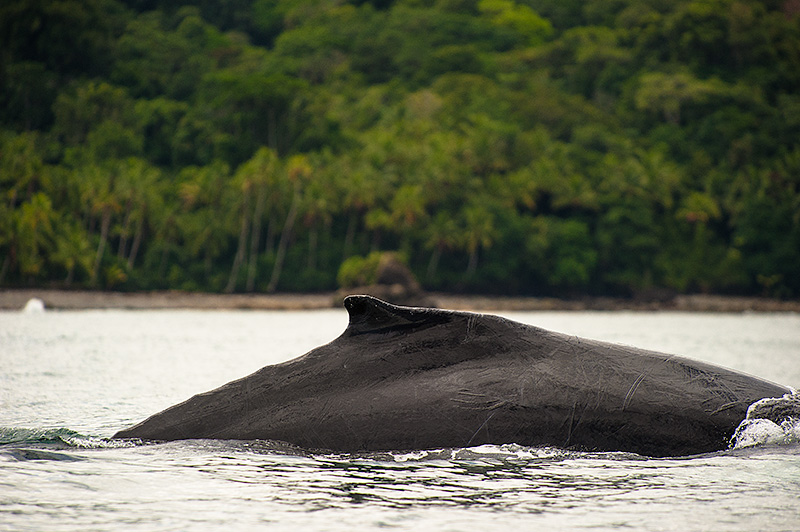 Ballena en la selva del Choco, en Guachalito, Colombia.