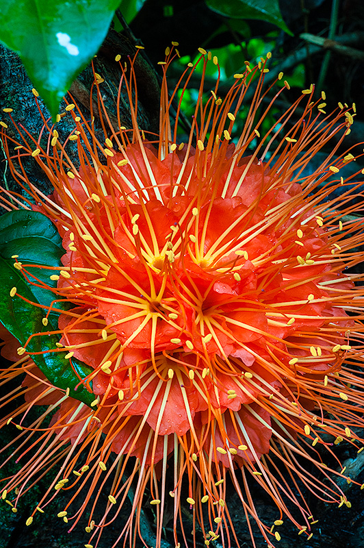 Flores en la selva del Choco en Guachalito, en Colombia.