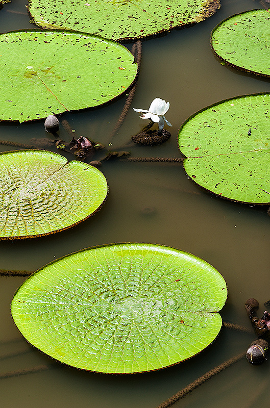 Nenúfares en el bosque tropical de Leticia en Colombia.