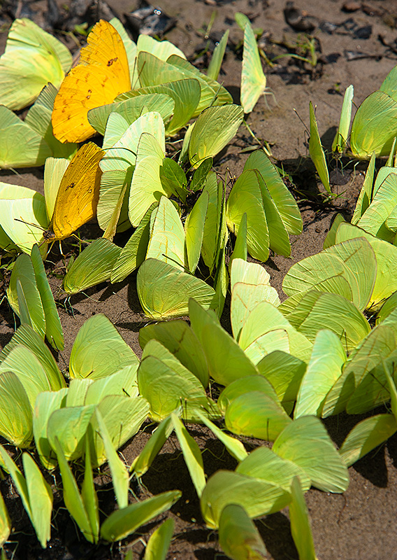 Mariposas en bosque tropical de Leticia, en Colombia.