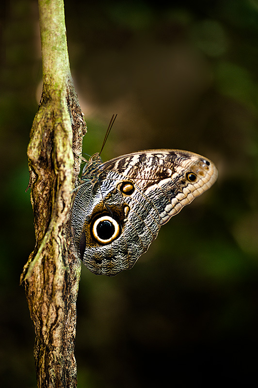 Camuflaje de mariposa en el Parque Natural de Tayrona, en Colomiba.