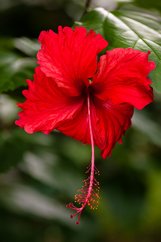 Flor en el Parque Natural de Tayrona. Colombia.