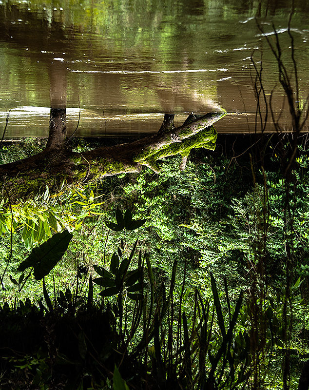 Amazonas a su paso por el Parque Natural de Cuyabeno en Ecuador.