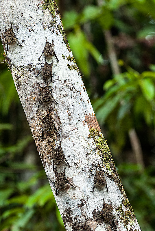 Insectos en el Parque Natural de Cuyabeno, en Ecuador.