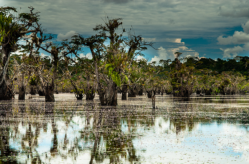 Paisaje en el Parque Natural de Cuyabeno. Región de la amazonía de Ecuador.