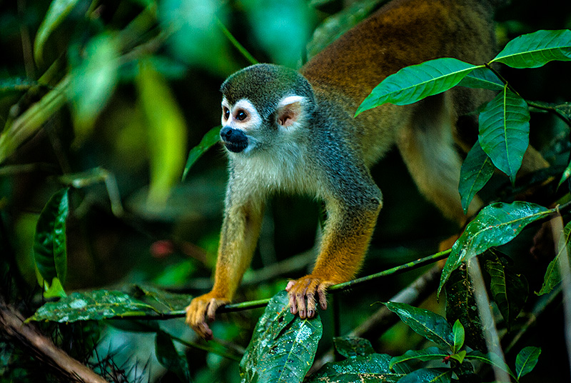 Mono en Parque Natural de Cuyabeno en Ecuador.