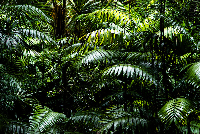 Follaje en la selva de Petén en Guatemala.