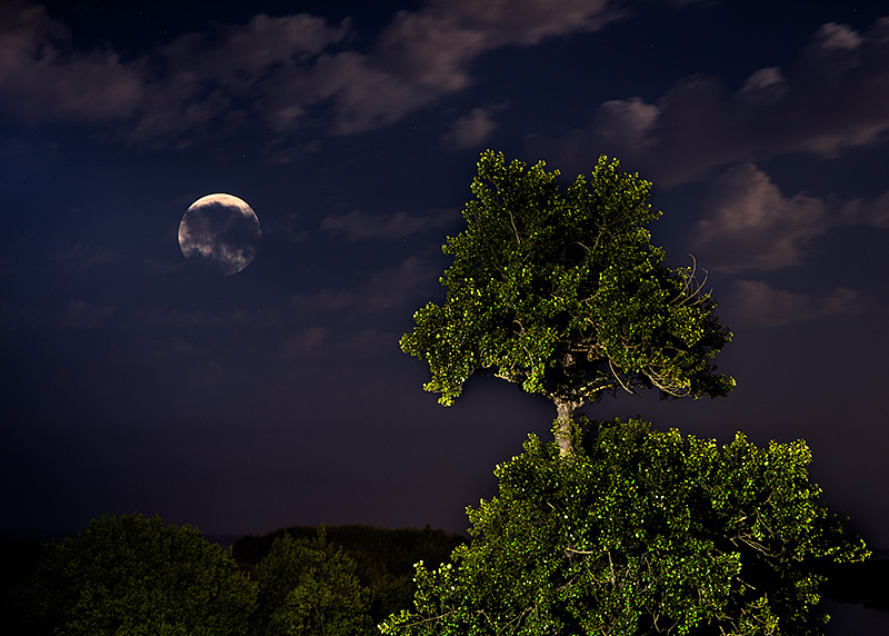 Fotografía nocturna de la luna llena del mes de julio en un bosque de Asturias.