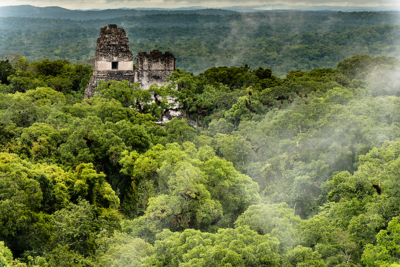 Pirámides mayas de Tikal. Selva de Petén. Guatemala.