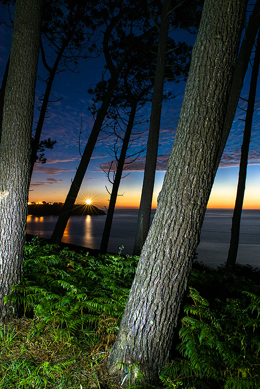Fotografía de la desembocadura del río Navia, en Navia, Asturias. En primer término se ven unos pinos y helechos bajos y al fondo la otra parte de la costa con el sol rozando la costa y las luces de la ciuda ya encendidas. El cielo va de los tonos amarillos cerca del horizonte a los tonos azules cobalto del cielo ya sin la luz del sol. Unas nubes sueltas y desperdigadas concentran parte de la luz del sol que se apaga.