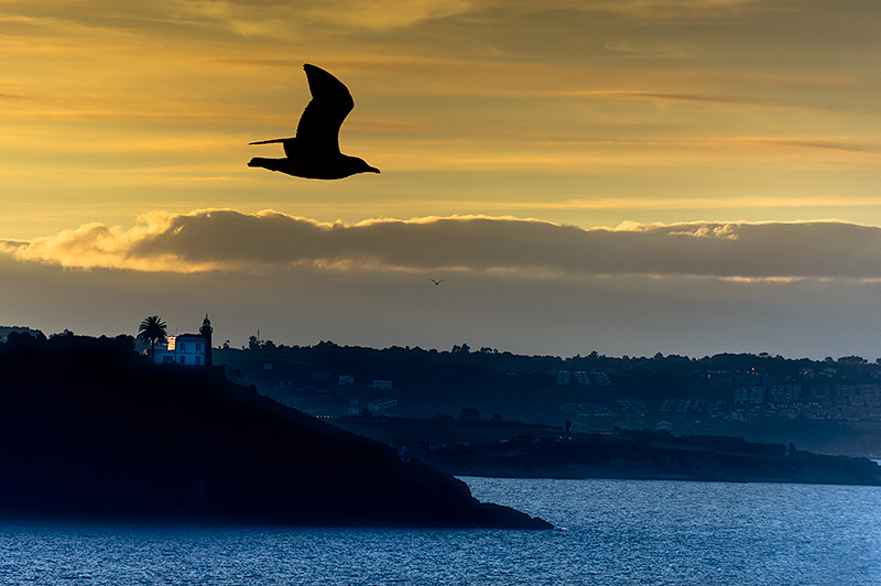 Fotografía del faro de Candás, en Carreño, Asturias. En primer plano una gaviota se dirige en hacia la derecha de la fotografía. Más al fondo el edificio del faro y la linterna con la palmera, con los últimos rayos del sol. Al fondo de la fotografía la ciudad de Candás. El cielo amarillo con algunas nubes bajas en tonos grises