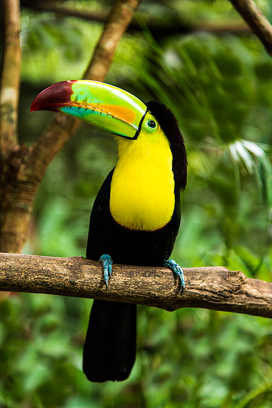 Tucán en la selva de Copán, en Honduras.