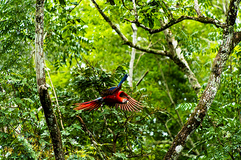 Guacamayo rojo. Bosque tropical. Copán. Honduras.