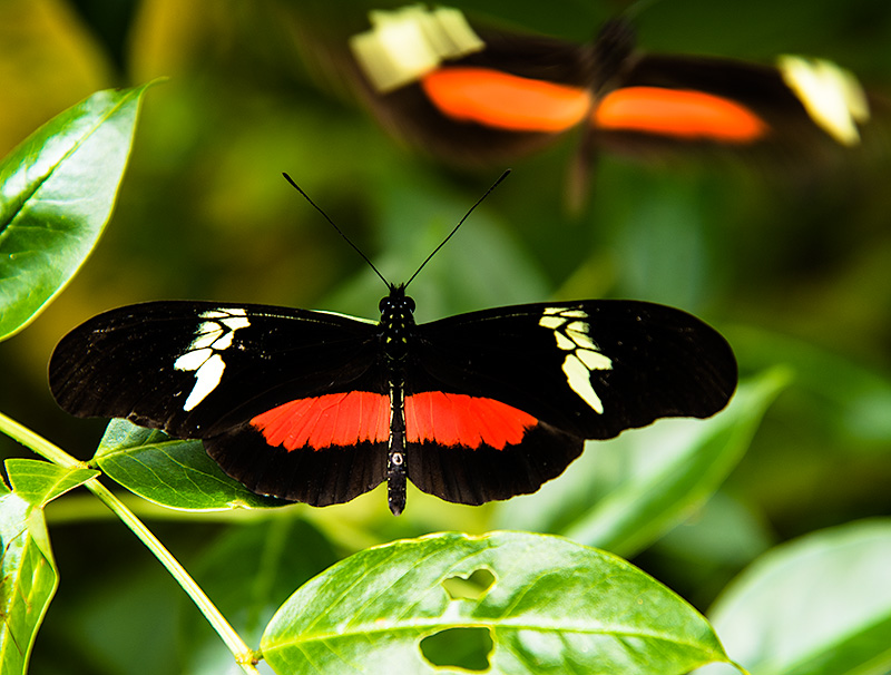 Mariposa. Lago Atitlán. Guatemala.