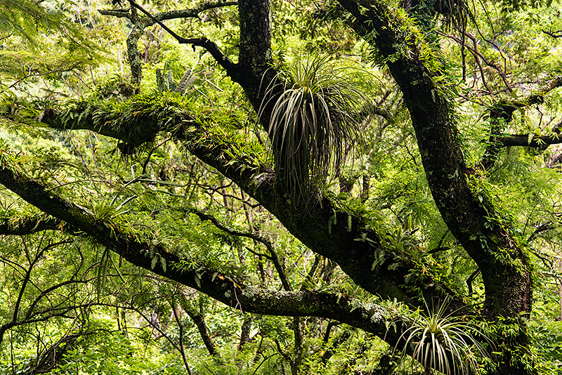 Bosque en el lago Atitlán. Guatemala.