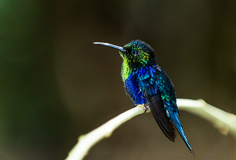 Colibrí. Selva de Darién. Panamá.