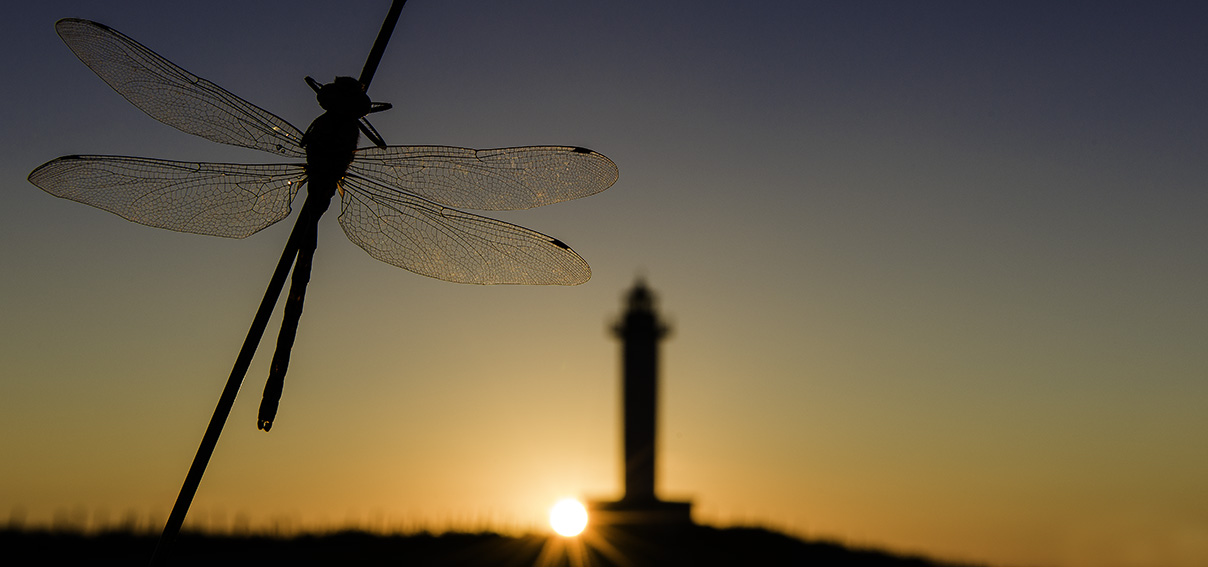 Fotografía del faro de Luces, en Lastres, Asturias, al atardecer. La linterna se ve desenfocada y en primer plano se ve nítidamente una libélula