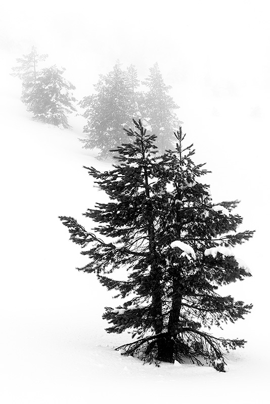 Fotografía del pinar de Lillo nevado. Un pino en primer término y varios detrás